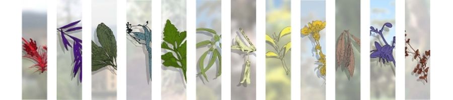 Flora tasmanica – fragments